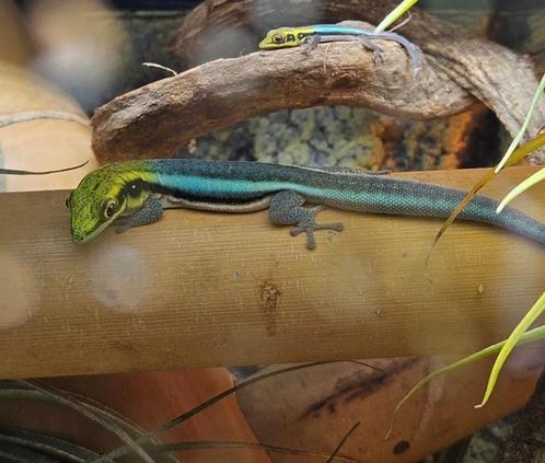 Phelsuma klemmeri, Animaux & Accessoires, Reptiles & Amphibiens, Autres espèces, 0 à 2 ans