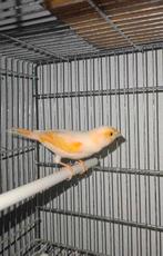 M mâle canaris mosaïque 20€ 2025, Enlèvement