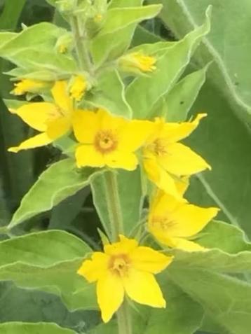 Lysimachia punctata / puntwederik ,vanaf 1 euro  beschikbaar voor biedingen