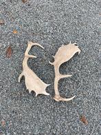 Gewei stangen damhert, Antiek en Kunst, Ophalen