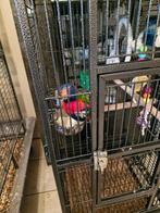 Lori van de blauwe Bergen, Dieren en Toebehoren, Ophalen