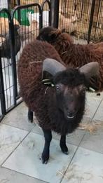 Ouessant ram (2025), Dieren en Toebehoren, Schapen, Geiten en Varkens