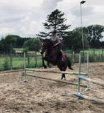 Verschillende paarden te huur, Dieren en Toebehoren, Ophalen, Zo goed als nieuw