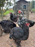 Brahma zwart en wit toom, Dieren en Toebehoren, Meerdere dieren, Kip