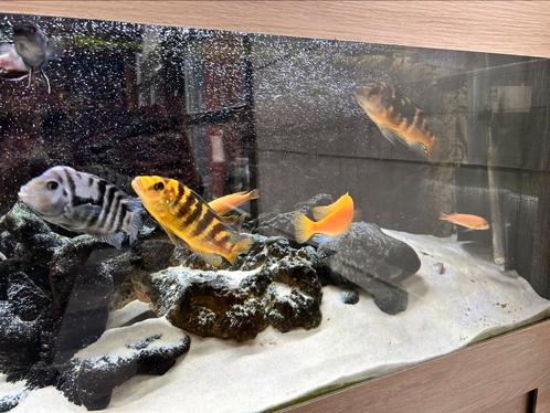 Mbuna cichliden, Dieren en Toebehoren, Vissen | Aquariumvissen, Zoetwatervis, Vis, Schoolvis