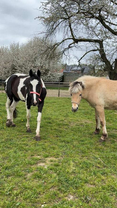 Verzorger/verzorgster gezocht, Animaux & Accessoires, Chevaux