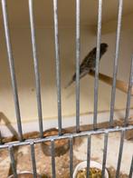 Perruches Blackface, Plusieurs animaux, Perruche, Bagué