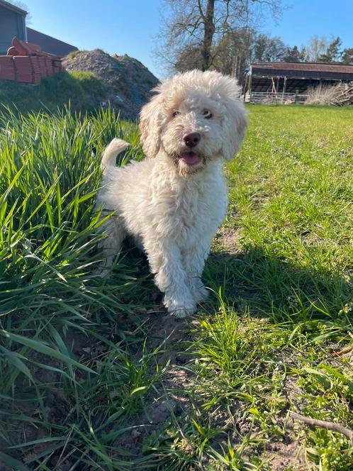 Mooie blond Labradoodle pups!, Dieren en Toebehoren, Honden | Retrievers, Spaniëls en Waterhonden, Meerdere dieren, Labrador retriever