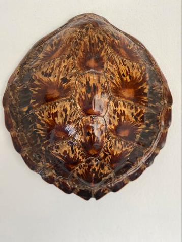 Schildpadschild