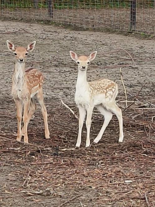 Damherten   = bok van 2 à 3 jaar, Dieren en Toebehoren, Schapen, Geiten en Varkens, 0 tot 2 jaar