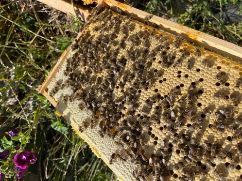 bijenvolk te koop op 10 ramen Duits Normaal, Dieren en Toebehoren, Insecten en Spinnen, Bijen