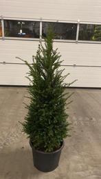 Professioneel gekweekte Taxus baccata 80-100 Oisterwijk, Tuin en Terras, Planten | Bomen, Ophalen of Verzenden