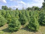 Omorika en Nordman te Riemst 3770, Ophalen, In pot, Overige soorten, 100 tot 250 cm