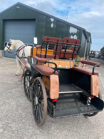 Boullonais merrie  beschikbaar voor biedingen