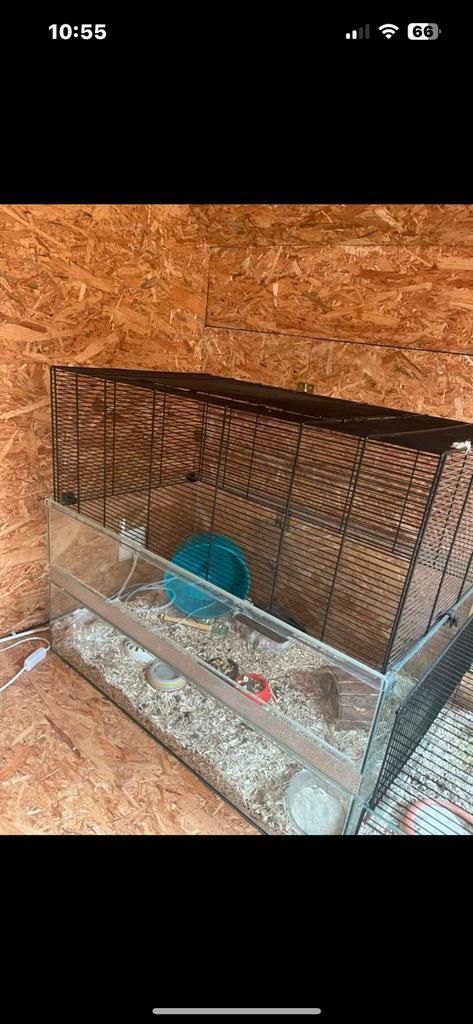 Hamsterkooi van glas, Dieren en Toebehoren, Knaagdieren en Konijnen | Hokken en Kooien, Gebruikt, Kooi, 60 tot 90 cm, 75 tot 110 cm