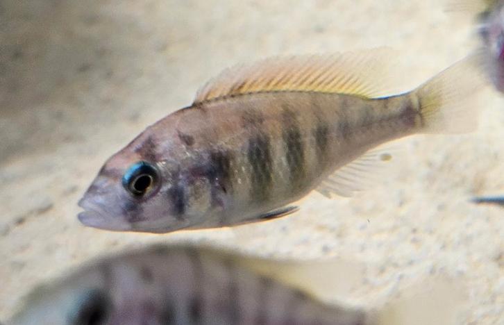 Pundamilia Neyererei victoria cichlide, Dieren en Toebehoren, Vissen | Aquariumvissen, Zoetwatervis, Vis