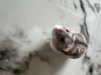 Hamster, Dieren en Toebehoren, Knaagdieren, Mannelijk, Hamster