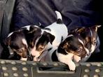 Jack Russel Pups Kortpotige, Dieren en Toebehoren, Honden | Jack Russells en Terriërs, CDV (hondenziekte), België, Fokker | Hobbymatig