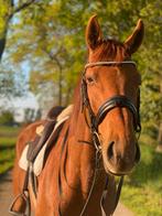 HORSE FOR SALE!!, Dieren en Toebehoren, Paarden, Gechipt, Ruin, Niet van toepassing, 170 tot 175 cm