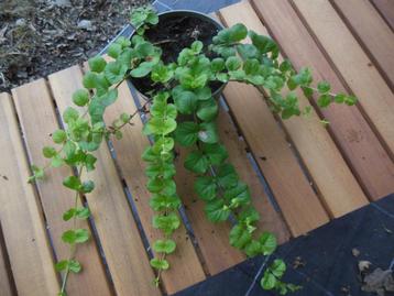 Penningkruid (bloeit met gele bloemetjes), Tuin en Terras, Ophalen, Bodembedekkers, Vaste plant, Halfschaduw