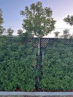 Photinia Fraseri (Glansmispel Red Robin) - Hoogstam, Tuin en Terras, Ophalen, 100 tot 250 cm
