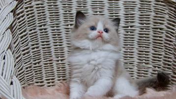 Super mooie sociale Ragdoll kitten , seal Bi Color kater 