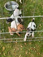 Te koop nog twee jack rusels geboren op de boerderij, Dieren en Toebehoren, België, Fokker | Hobbymatig, Jack Russell Terriër