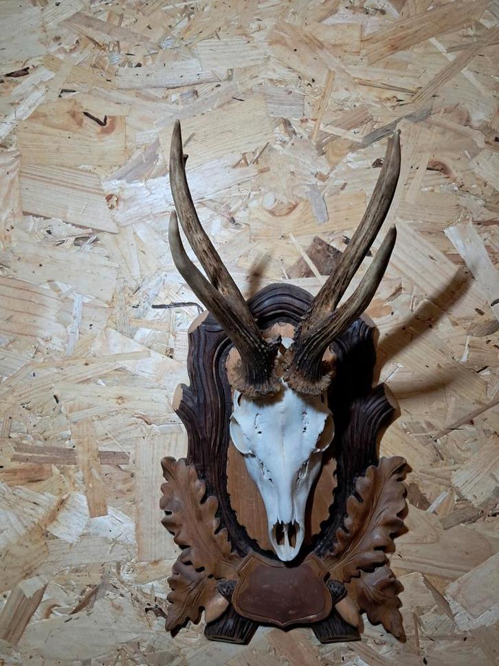 Zeer speciale Reebok op handgestoken houten schild – uniek e, Verzamelen, Dierenverzamelingen, Zo goed als nieuw, Gewei of Kop