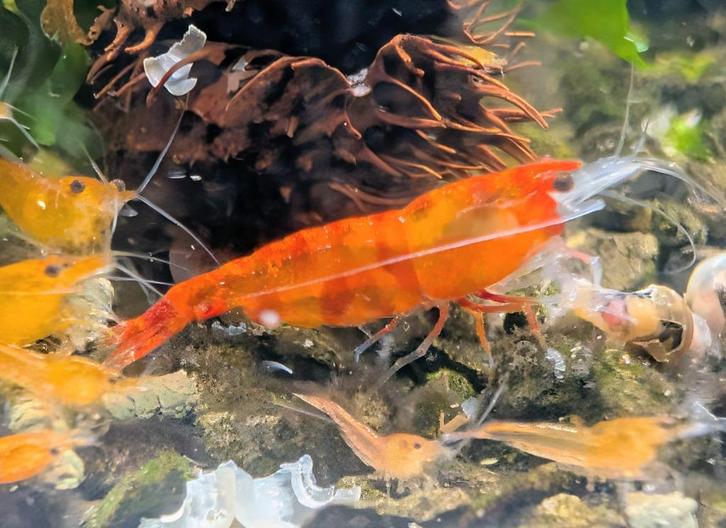 Oranje Sakura  neocaridina garnalen, Dieren en Toebehoren, Vissen | Aquaria en Toebehoren, Ophalen of Verzenden