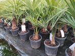Winterharde palmbomen Trachycarpus fortunei, Tuin en Terras, Planten | Bomen, In pot, Minder dan 100 cm, Lente, Volle zon