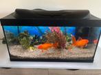 Aquarium met 2 goudvissen en jbl cristalprofi i80 filterpomp, Dieren en Toebehoren, Ophalen