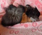 Jonge cavias, Dieren en Toebehoren, September, Cavia