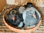 Zomerjongen, Dieren en Toebehoren, Vogels | Duiven, Meerdere dieren, Postduif