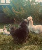 Koppeltje zijdehoenders, Dieren en Toebehoren, Meerdere dieren, Kip