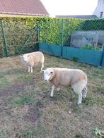 Schapen te koop, Dieren en Toebehoren, Schapen, Geiten en Varkens, Meerdere dieren, Schaap, 0 tot 2 jaar