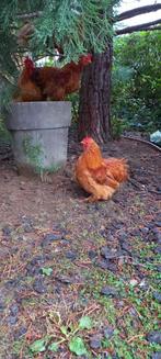 cochin haantjes, Dieren en Toebehoren, Juni, Mannelijk