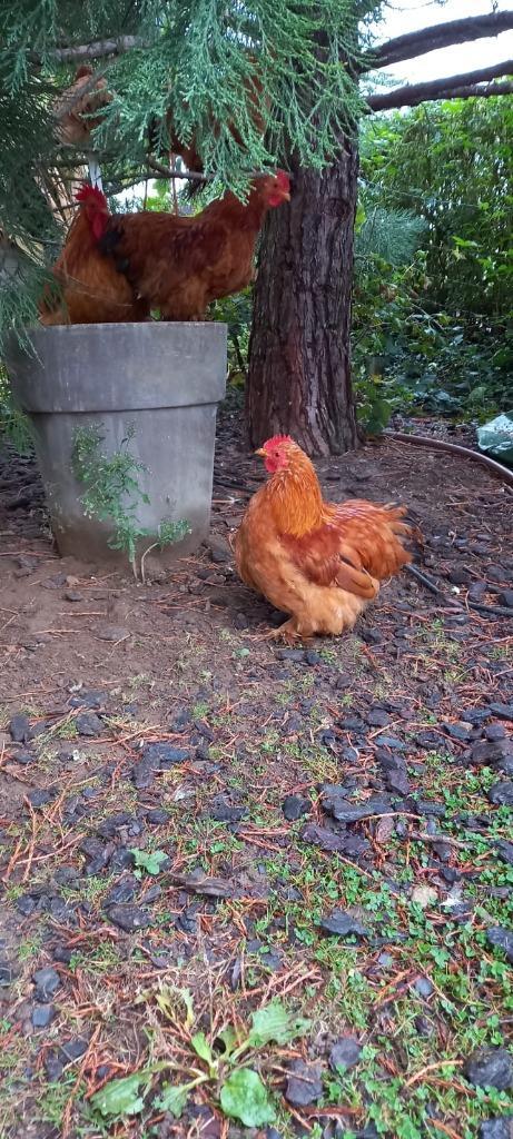 cochin haantjes, Dieren en Toebehoren, Overige Dieren, Mannelijk, Juni