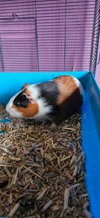 2 caviabeertjes, Mannelijk, Cavia, Tam