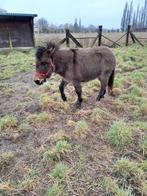 MULET, Animaux & Accessoires, Hongre, ZZ, Poney A (jusqu'à 1.17 m), Poney d'attelage