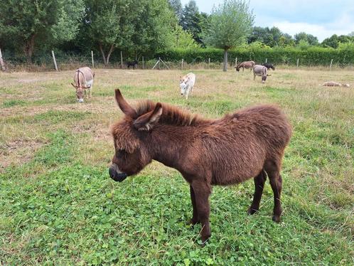 Mini ezel hengstjes, Dieren en Toebehoren, Paarden, Merrie