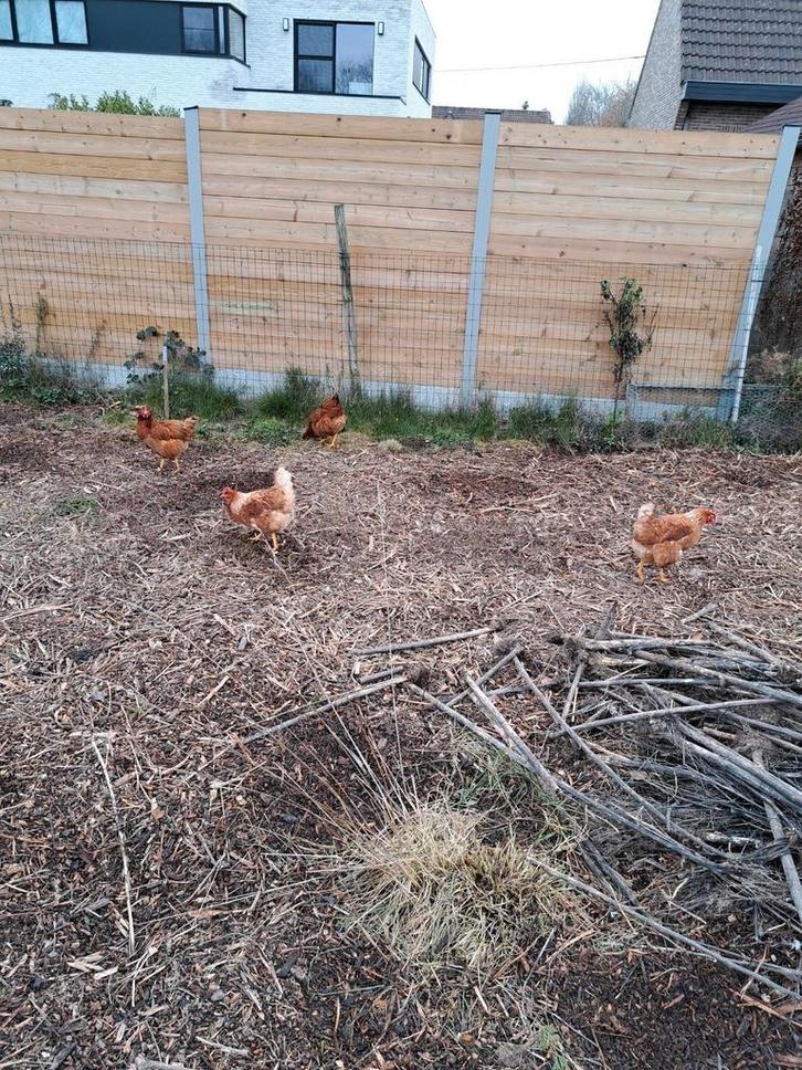 Kuikens legkippen, Dieren en Toebehoren, Pluimvee