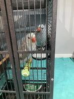 perruches à collier avec cage, Perroquet