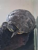 schildpad met aquarium, Dieren en Toebehoren, Schildpad, Met terrarium