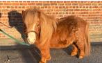 Leuke  en lieve kinder pony!, Animaux & Accessoires, Poneys, B, Hongre, Poney de récréation, Poney A (jusqu'à 1.17 m)