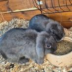 2 nederlands hangoor konijntjes 3maand, Dieren en Toebehoren, Konijnen, Hangoor