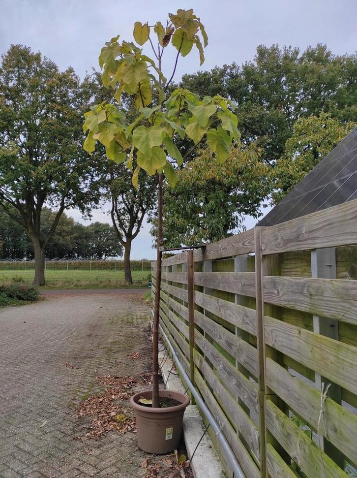 Paulownia tomentosa Kiri, Tuin en Terras, Planten | Bomen, Ophalen of Verzenden