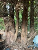 Dennebomen Gratis, 6 m³ of meer, Ophalen, Stammen