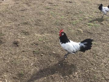 Jonge lakenvelder haan  beschikbaar voor biedingen