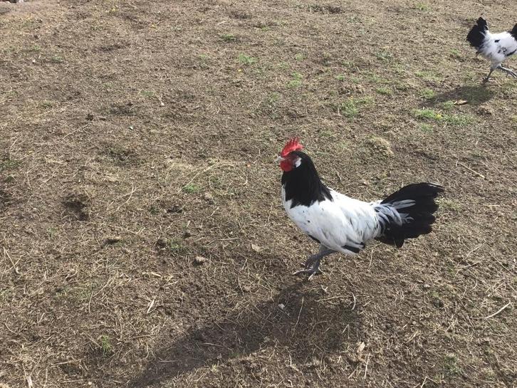 Jonge lakenvelder haan, Dieren en Toebehoren, Pluimvee, Kip, Mannelijk