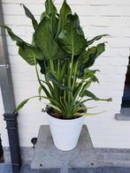 Olifantsoor Allocasia cucullata., Tuin en Terras, Ophalen, Zomer